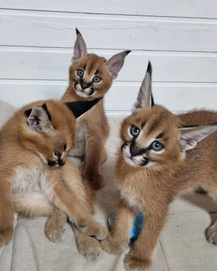 gatinhos savana, serval e caracal disponíveis