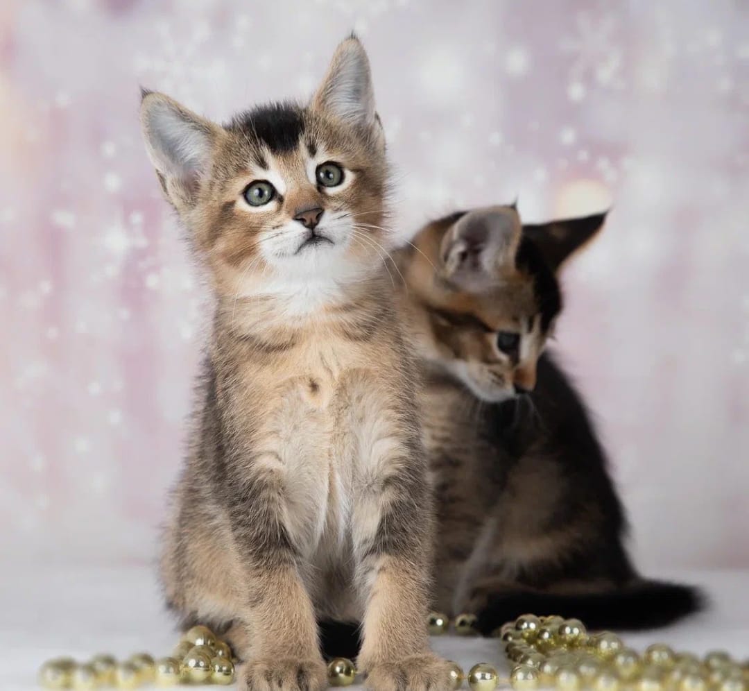 Gatinhos caracats disponíveis para venda