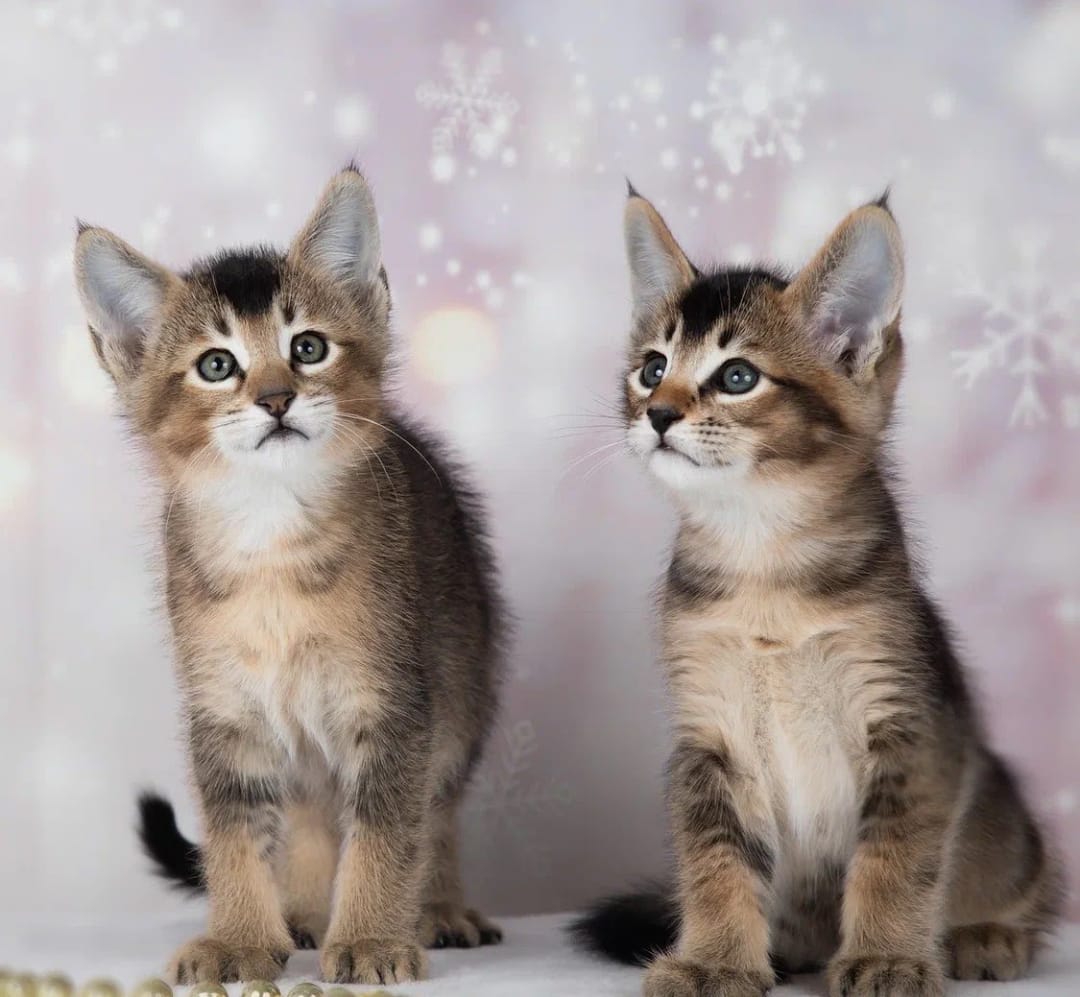 Gatinhos caracats disponíveis para venda