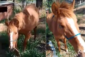 Egua nina - 1 ano - Manga larga com Quarto de milha 2