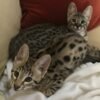 Gatinho Savannah e caracal à venda